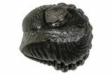 Wide, Enrolled Pedinopariops Trilobite - Excellent Eyes #347744-2